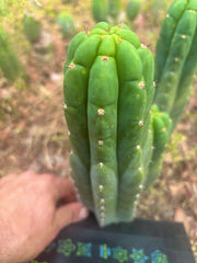 👑🌶️ Blue Ecuador — Chonky 10.5” Pup