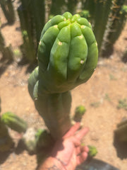 👑🌶️ Maipu — XL 15” Tip