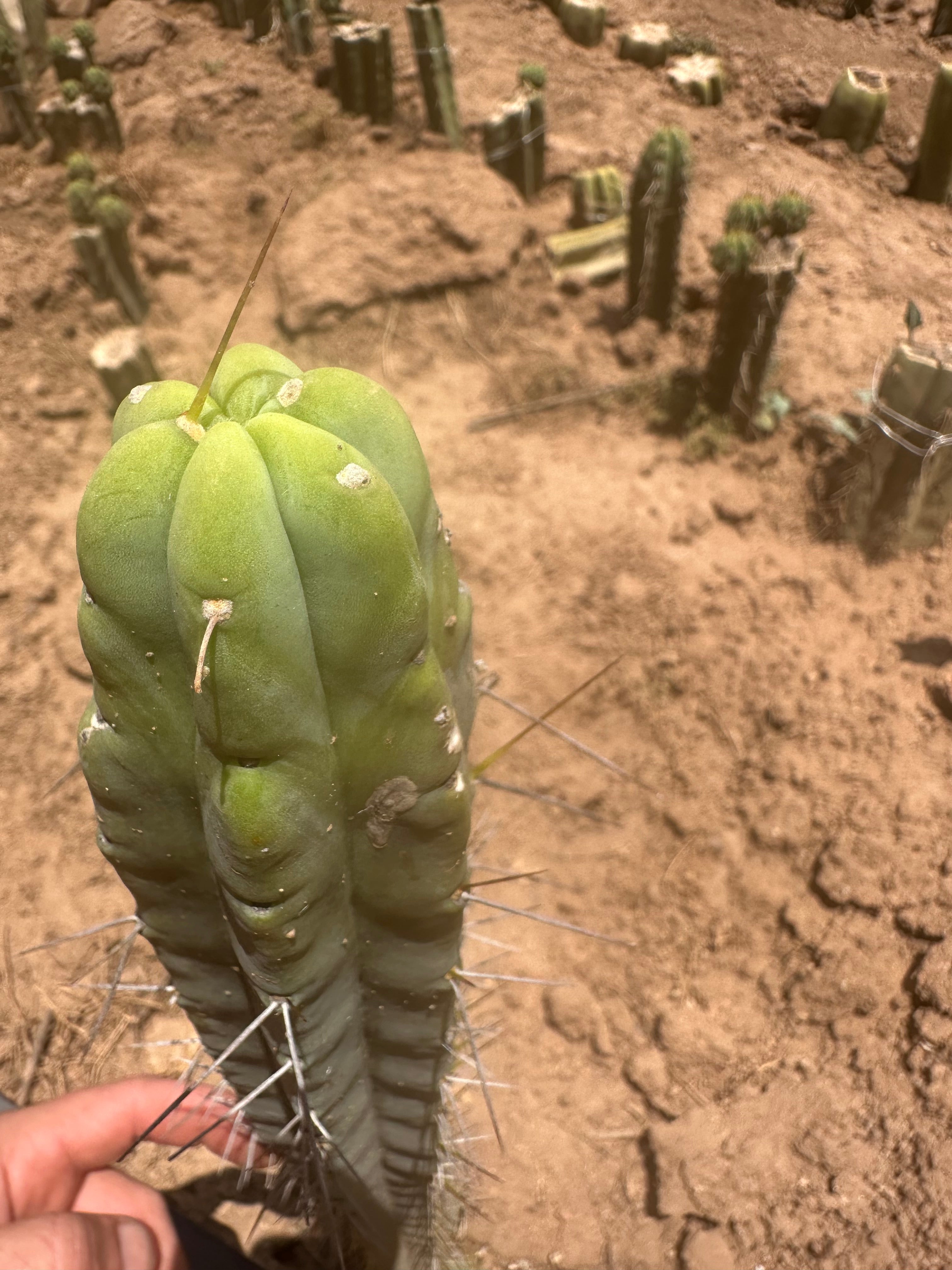 👑🌶️ SS02 — 10” Tip