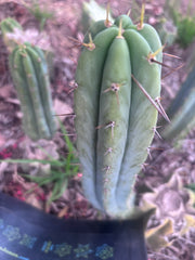 👑🌶️🌶️ Pala! — 11” Pup