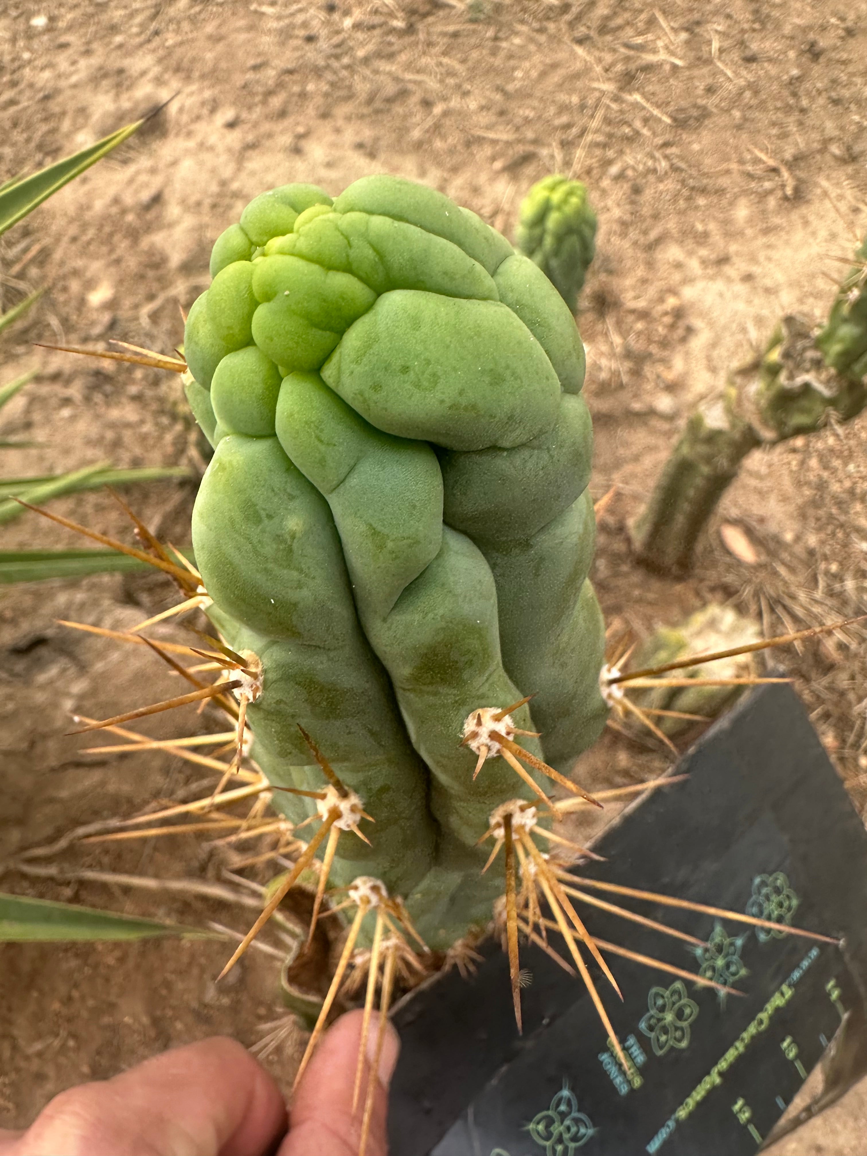 💎👑 Bruce’s Dragon — 8” Pup