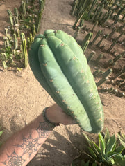 💎👑🌶️ Pierre — XL 15” Pup