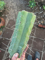 👑🌶️🌶️ Eileen — 10” Mega Mid