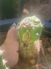 💎👑💎 SCB  — Pup Graft on Rooted Pierre
