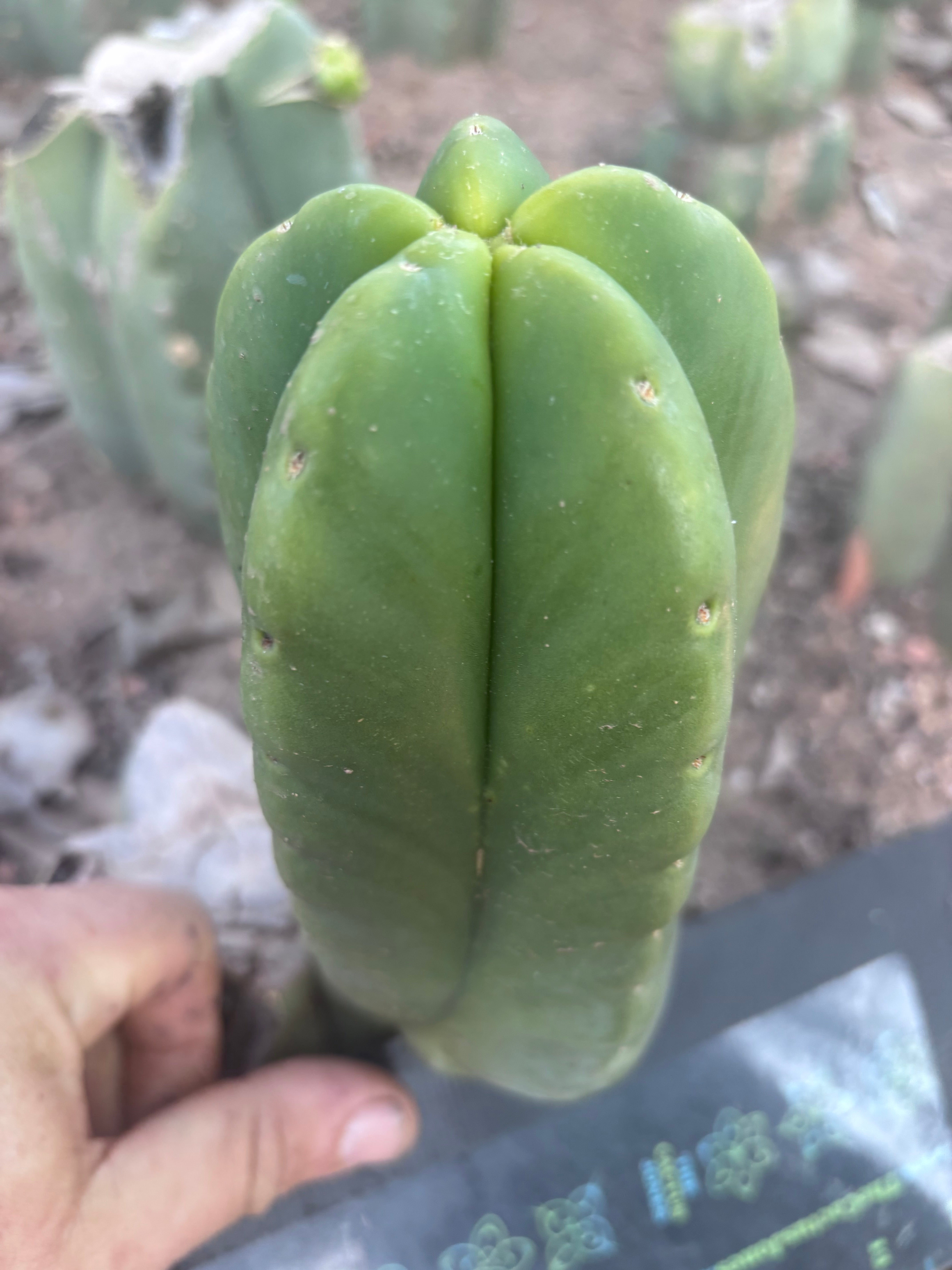 💎👑💎🌶️ Ferah! — Fat 8” Pup