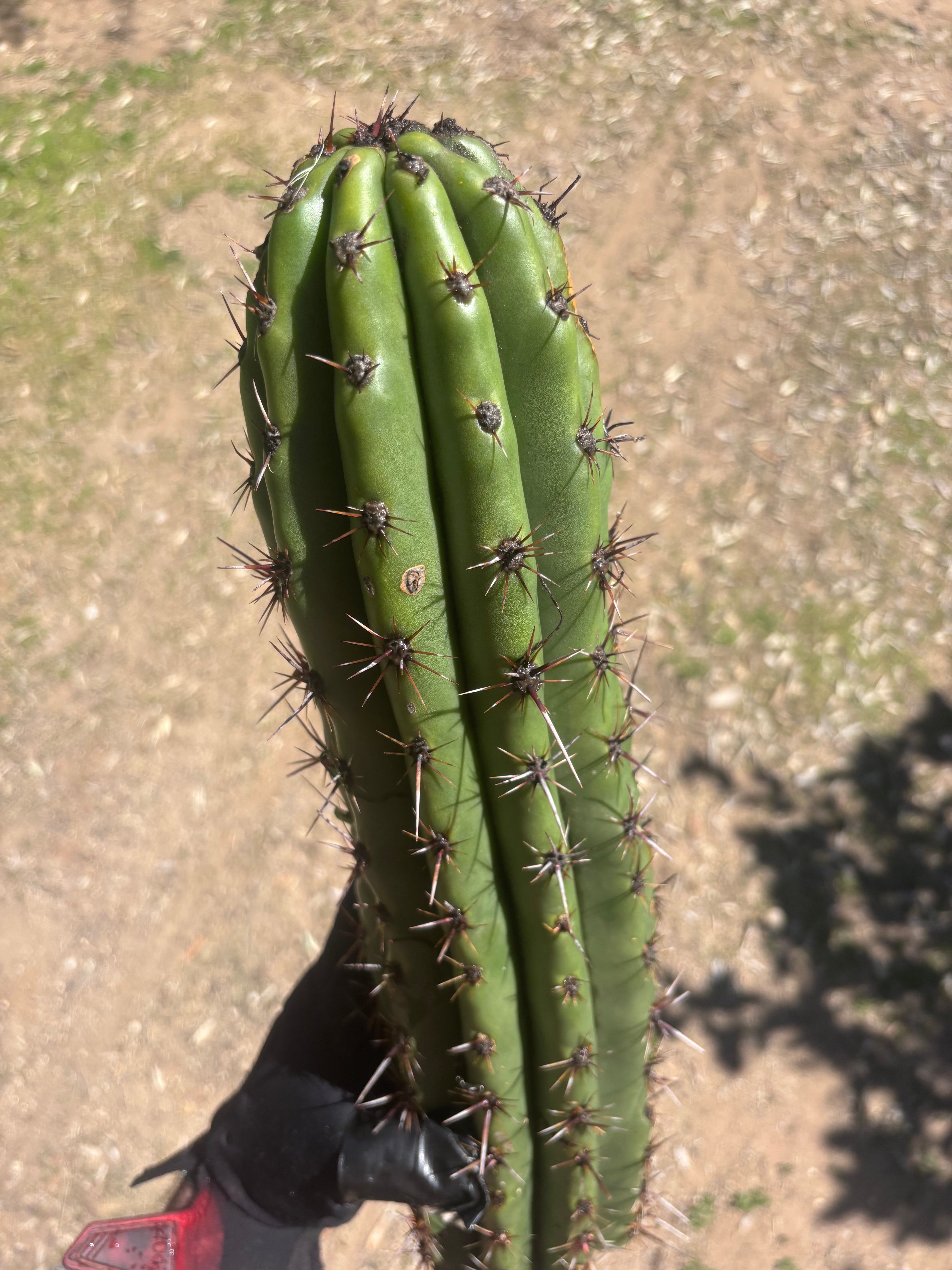 Tacaquirensis — Massive 16” Tip