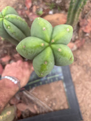 👑💎 Aussie Scop — Chonky 12” Pup