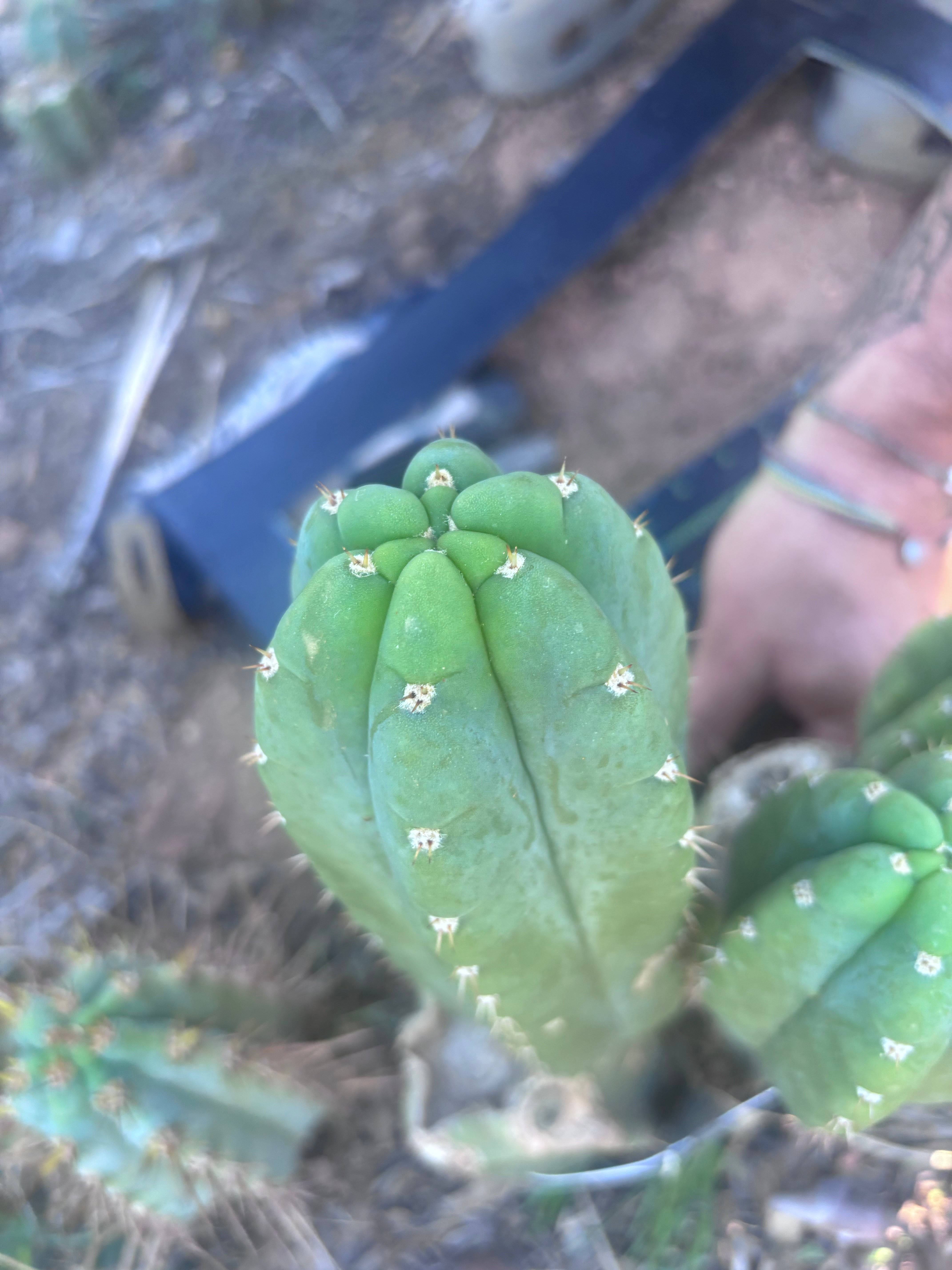 👑💎🌶️ Bob’s Colossus—  Chonky 8” Pup