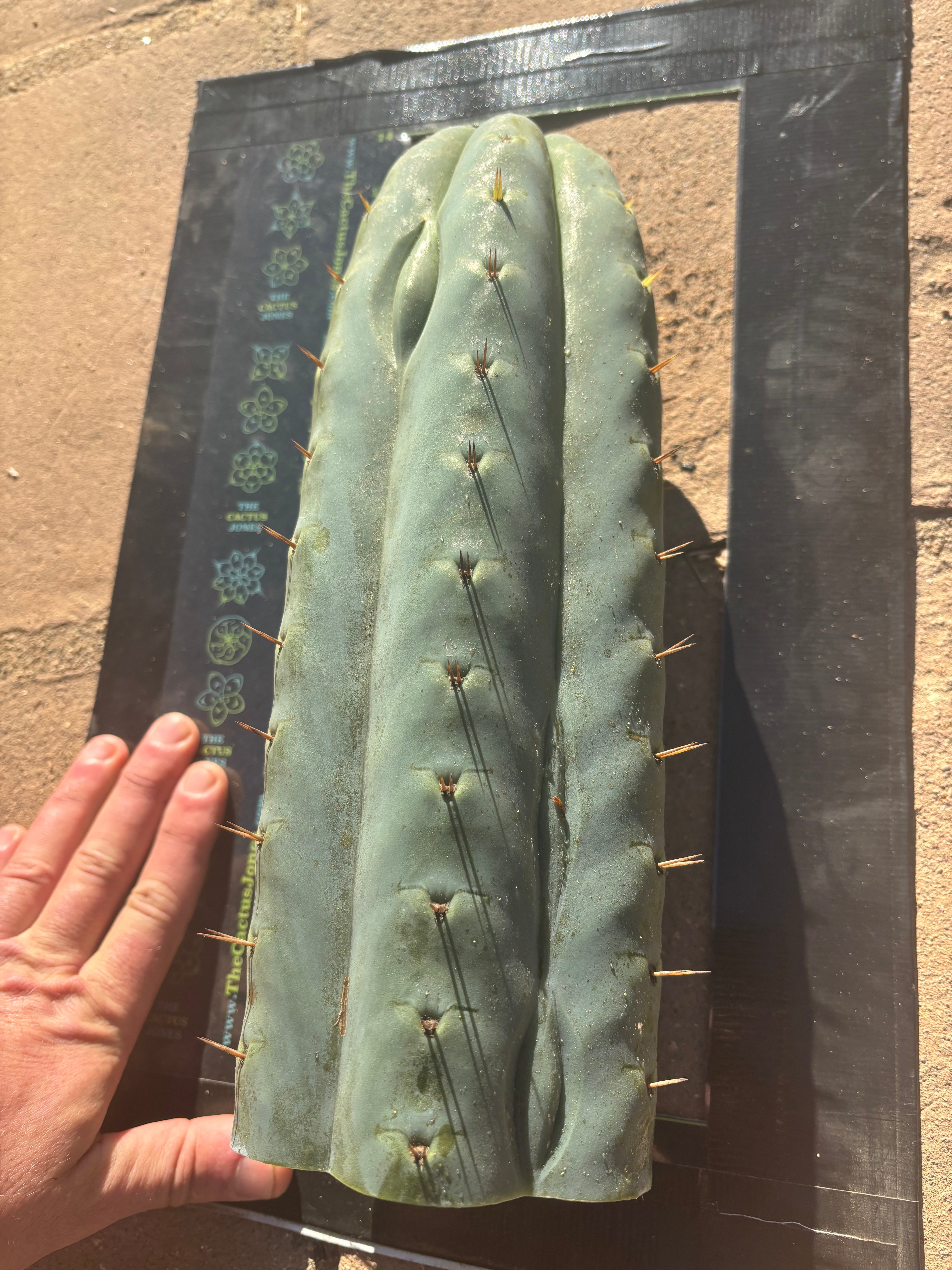 👑🌶️  Ashdod — 6” Pup