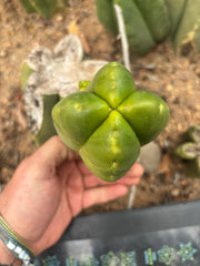 💎👑💎🌶️ Ferah! — FourWang Chub Muffin
