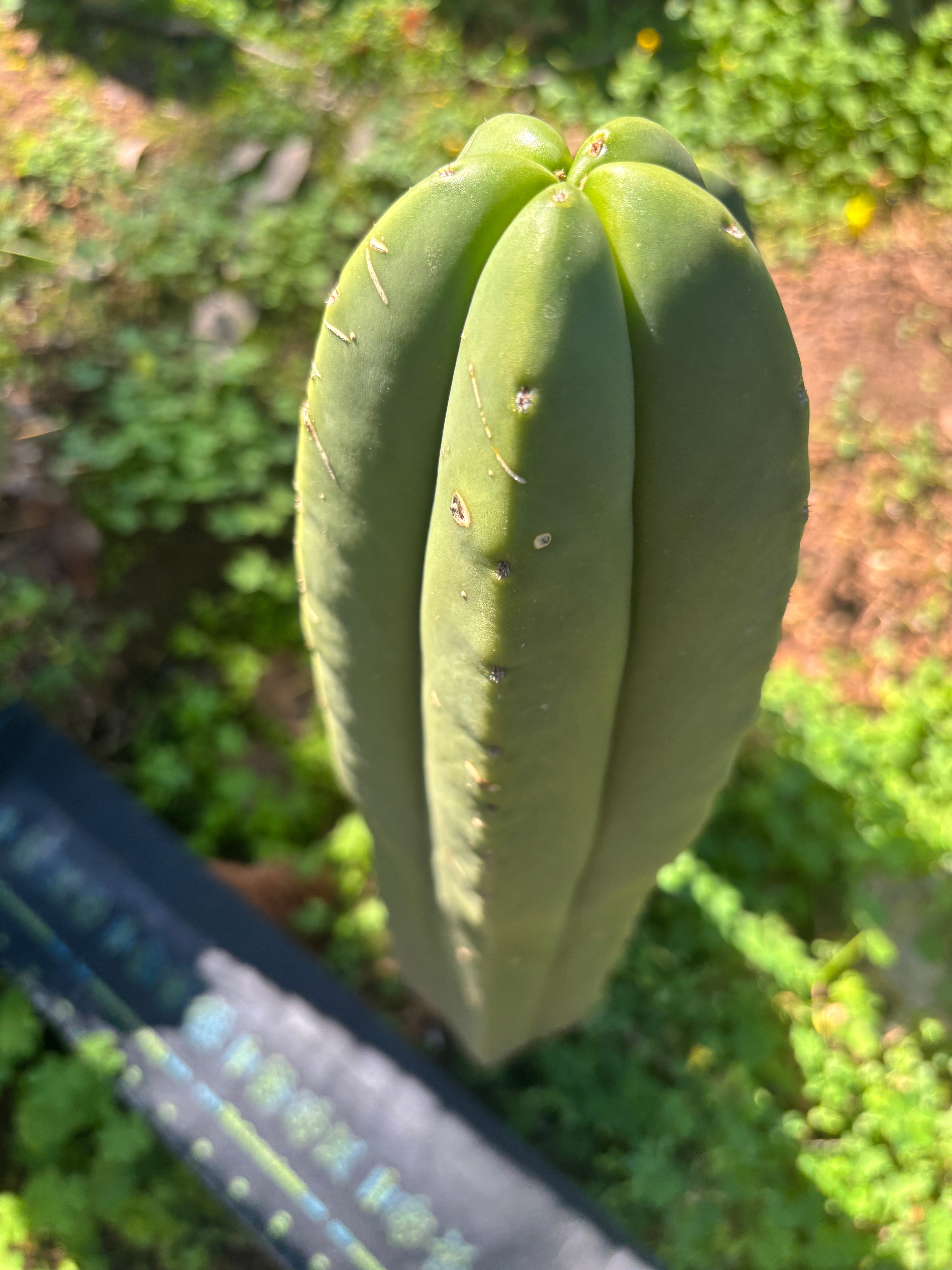 💎 Primo Aussie Scop  — 13” Tip