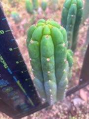 👑🌶️ Blue Ecuador — Chonky 10.5” Pup