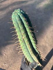 👑🌶️💎 Xochi — XXL 21” Tip