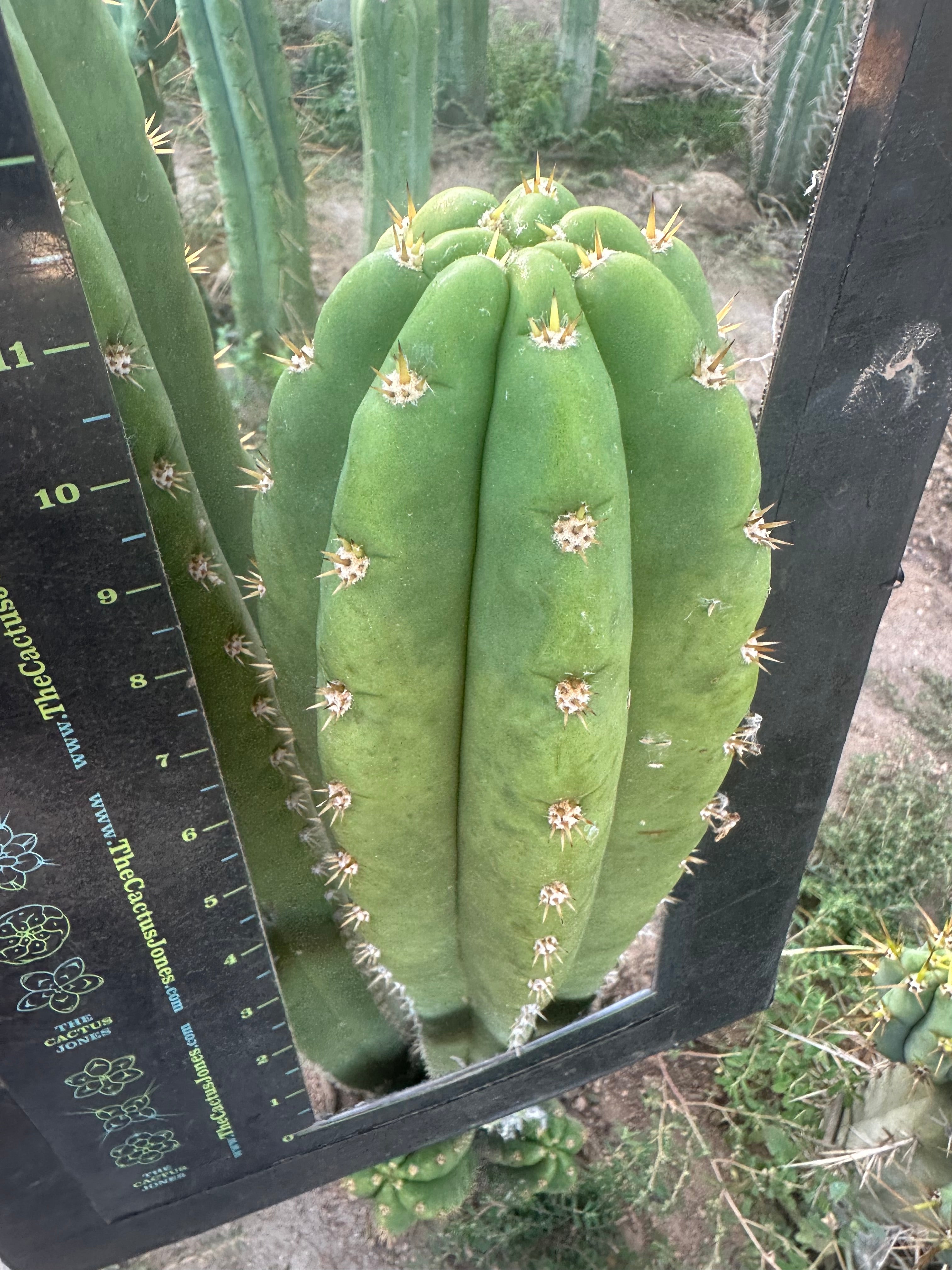 🌶️ Tipz x Super Pedro — FAT 12” Tip