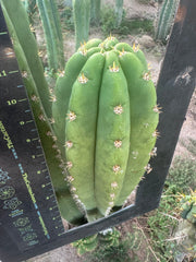 🌶️ Tipz x Super Pedro — FAT 12” Tip