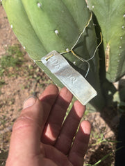 👑🌶️ DaFuq — One More XL 14” Pup