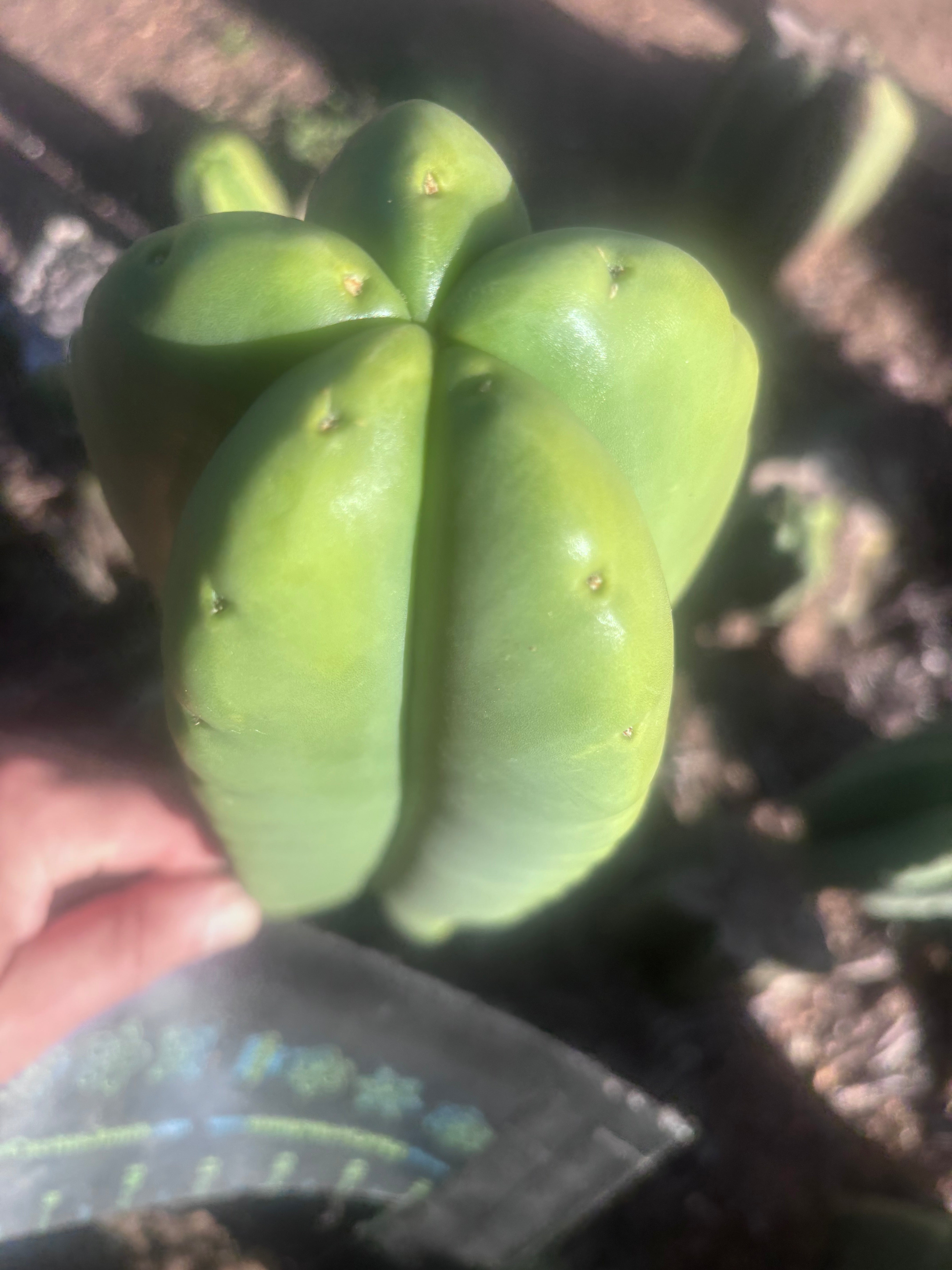 💎👑💎🌶️ Ferah — FAT 9” Tip