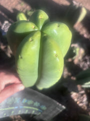 💎👑💎🌶️ Ferah — FAT 9” Tip