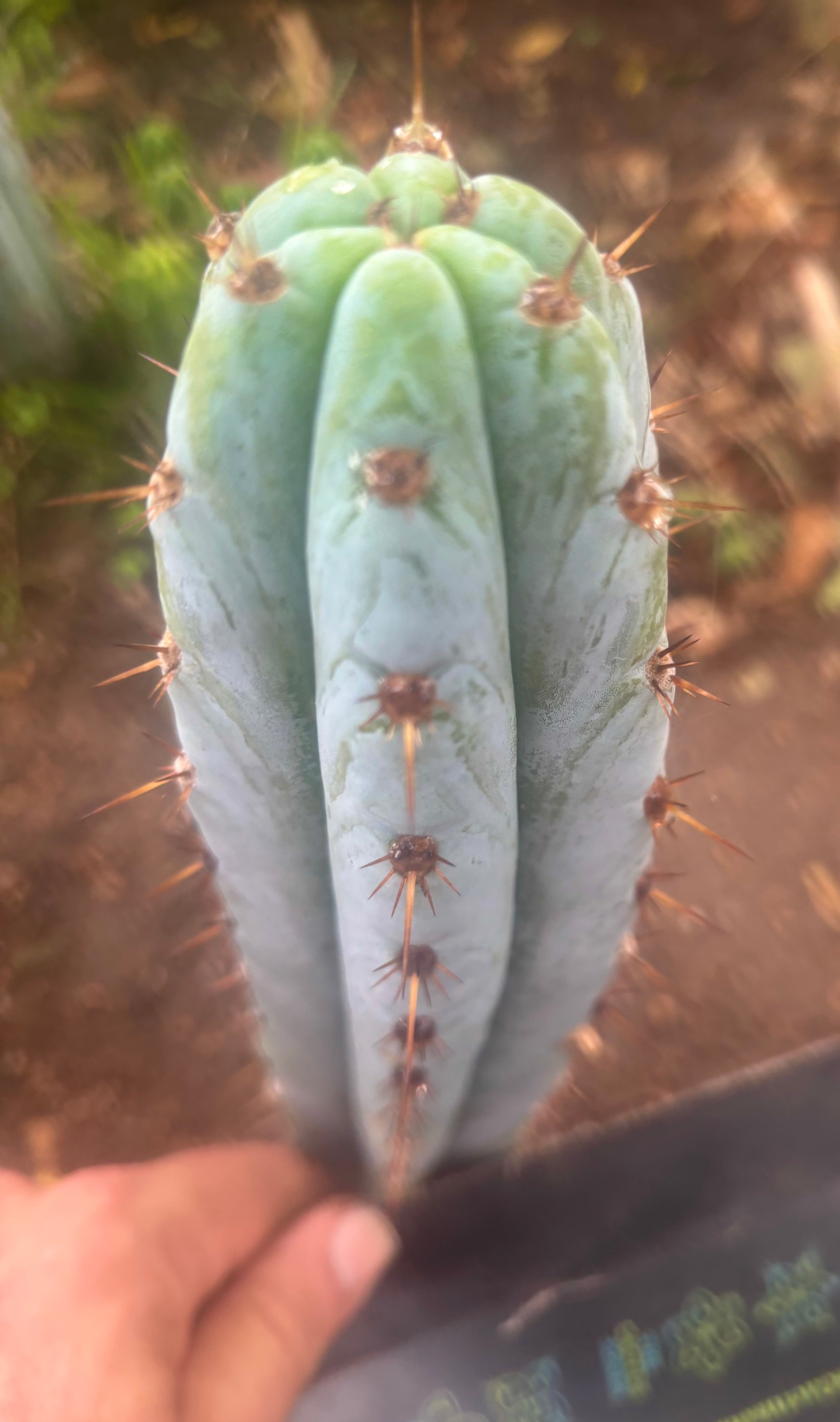 💎👑💎 Tripsis #1 — 8” Tip