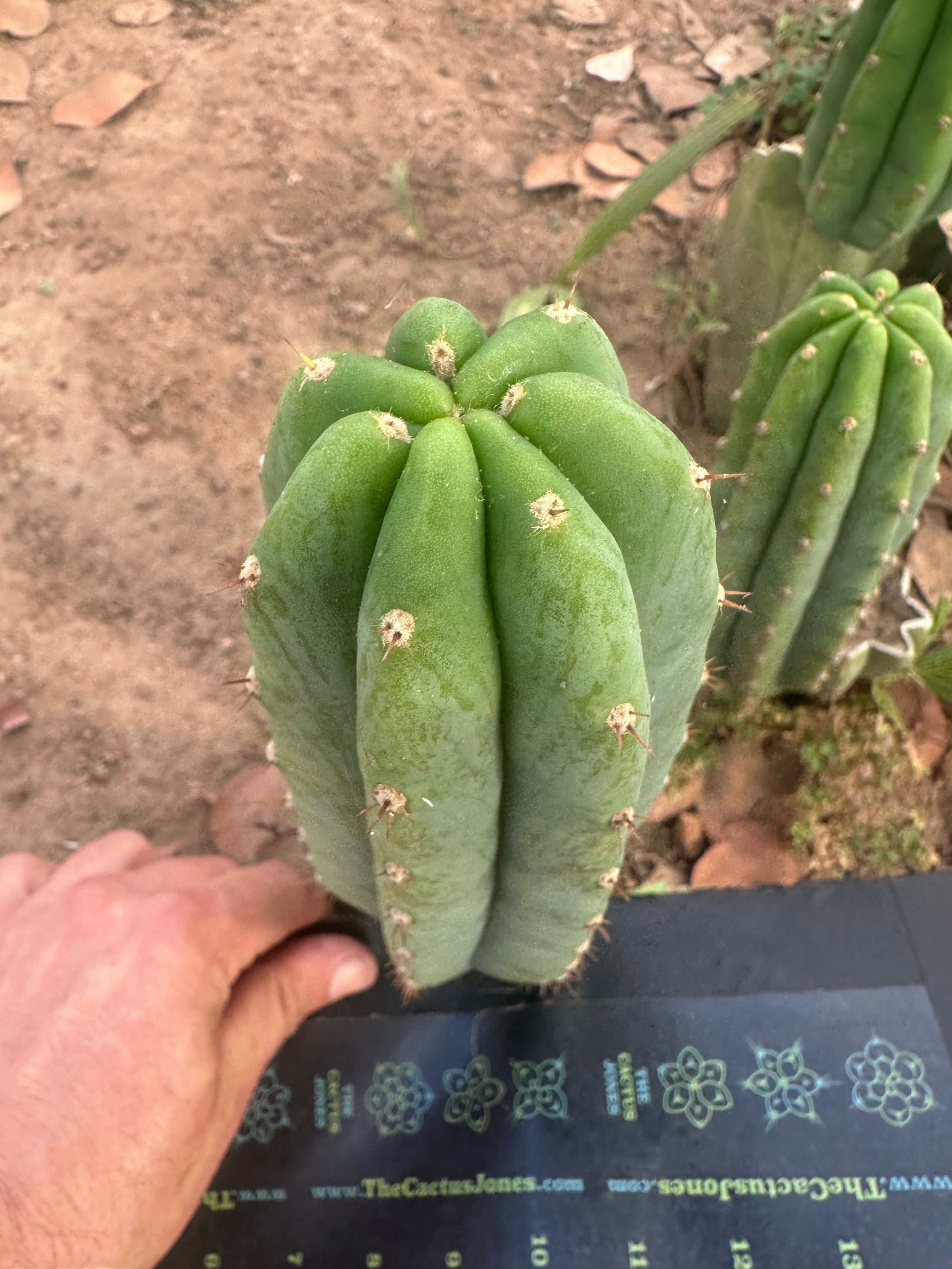 👑🌶️🌶️ Landfill — 10” Pup