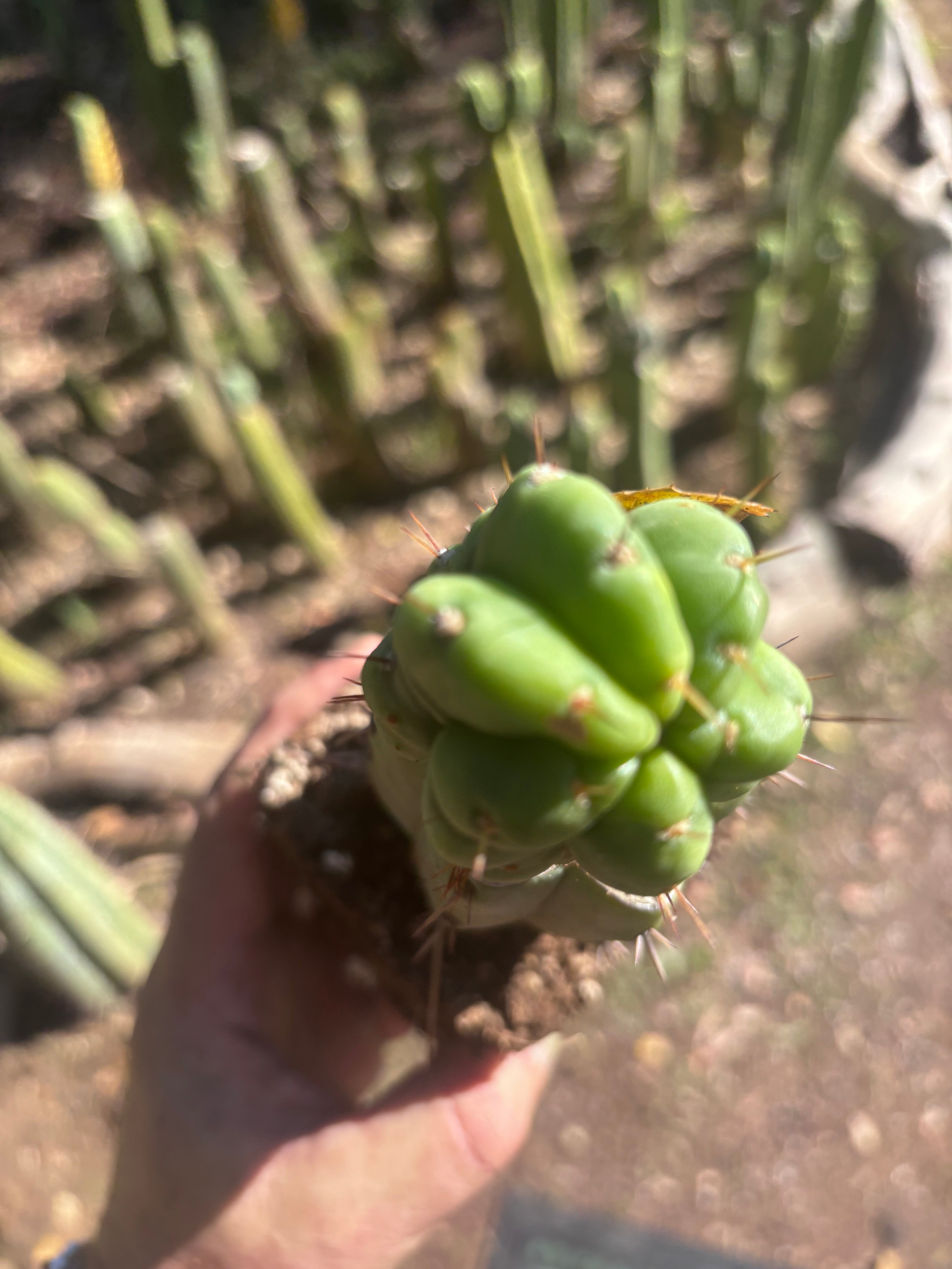 💎👑💎 Havran — Rooted Graft