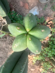 👑🌶️ Zulk — 9.5” Melon