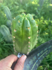 💎👑💎🌶️ CareBear — 5” Tip