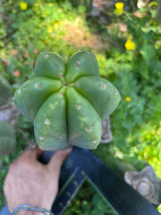 👑🌶️ Scop A — Chonky 12” Pup