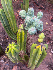 💎👑💎 Glorp — Another XL Pupsplosion Graft