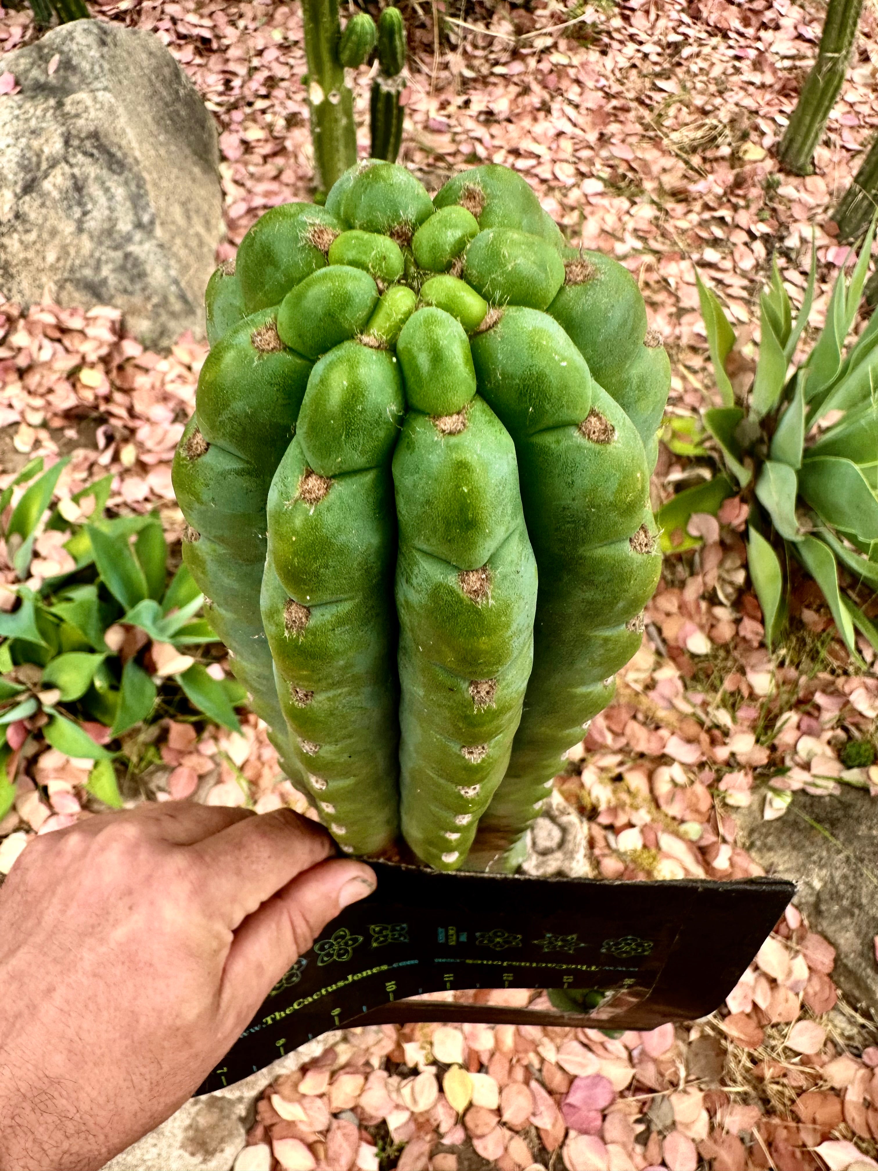 💎👑🌶️ Ichoca — 10” BEAST Tip