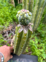 👑💎 Glorp — Tip Graft