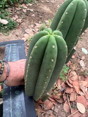 -👑🌶️  Scop A  — Chonky 11” Pup