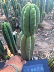 👑🌶️ DaFuq —  12” Tip