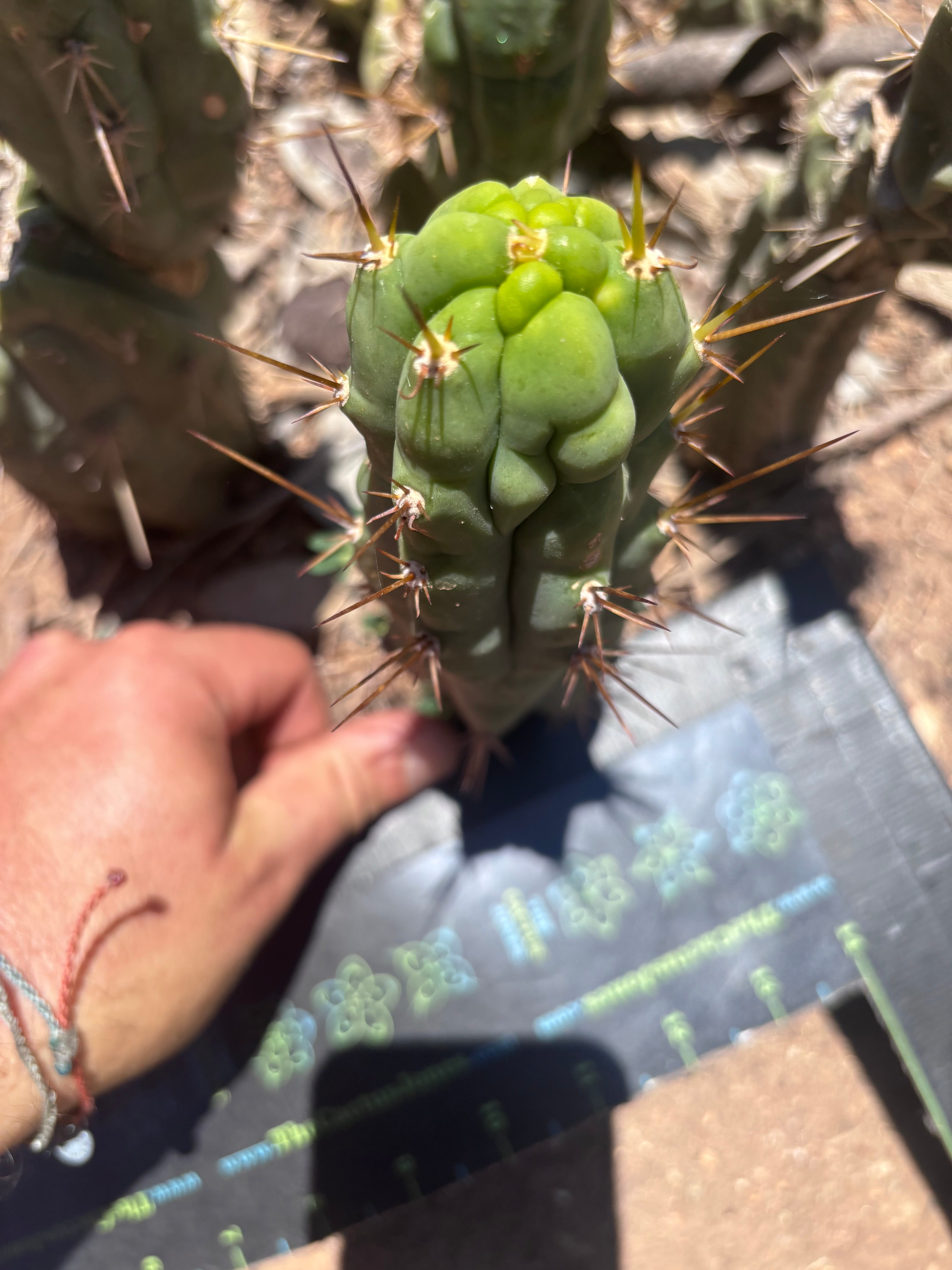 💎👑 Bruce’s Dragon — 6.5” Pup