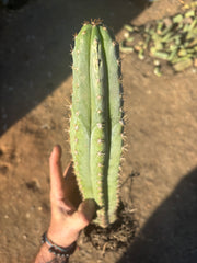 🌶️ Tipz x Super Pedro - Fully Rooted 16”