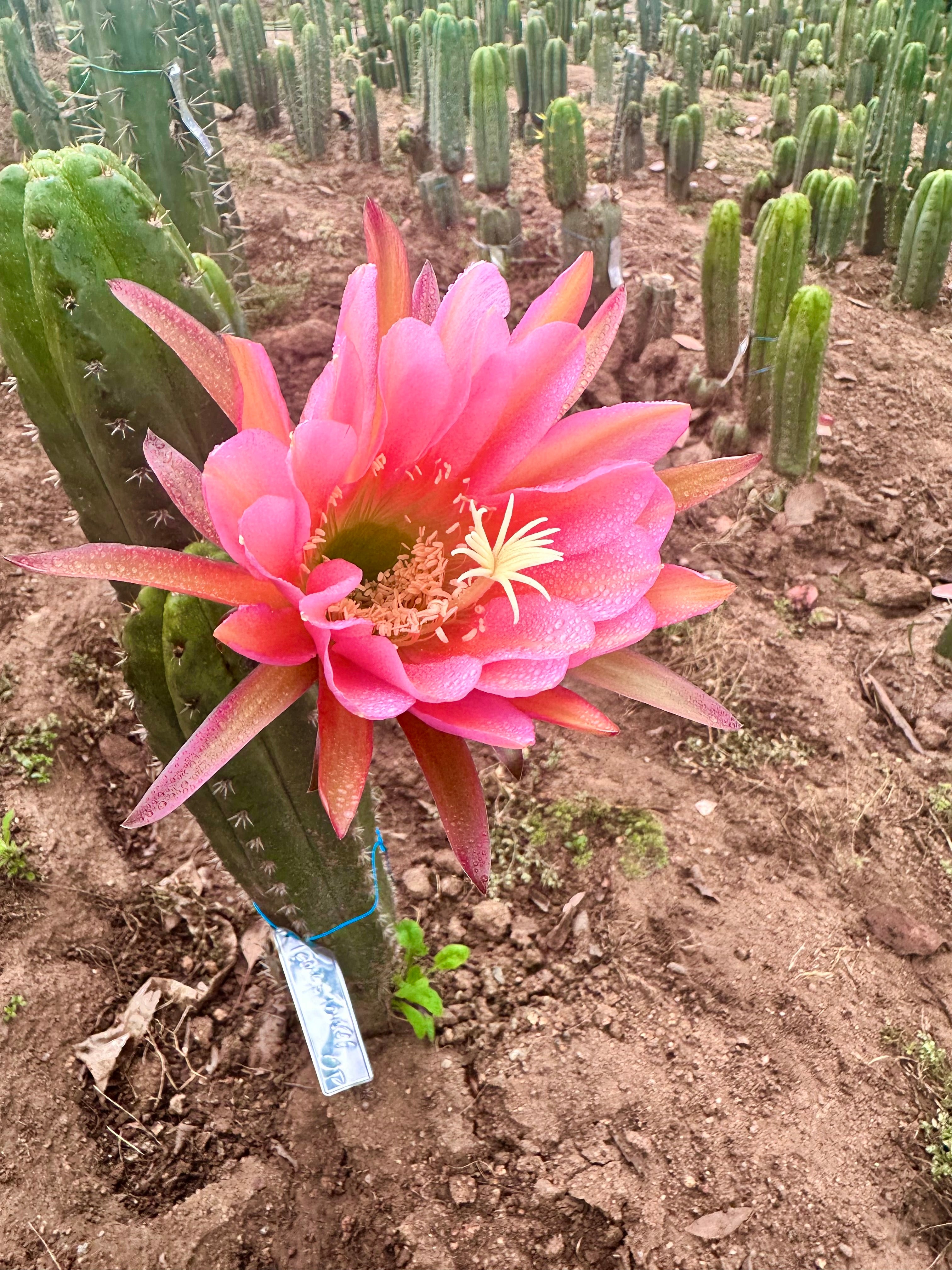 💎👑💎🌶️ CareBear — XL Rooted Graft