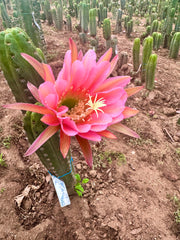 💎👑💎🌶️ CareBear — XL Rooted Graft