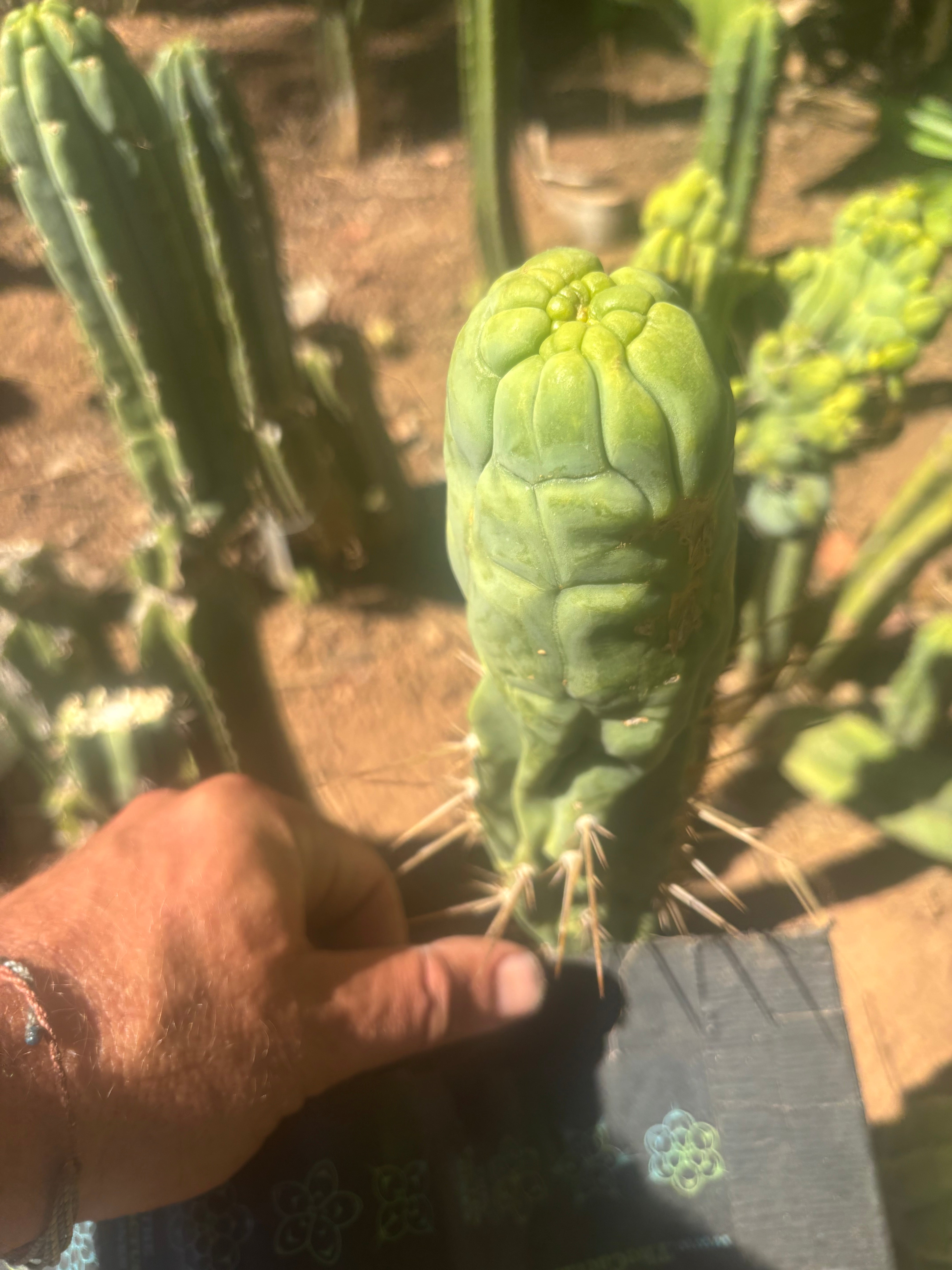 💎👑🐉 Bruce’s Dragon — 8” Tip