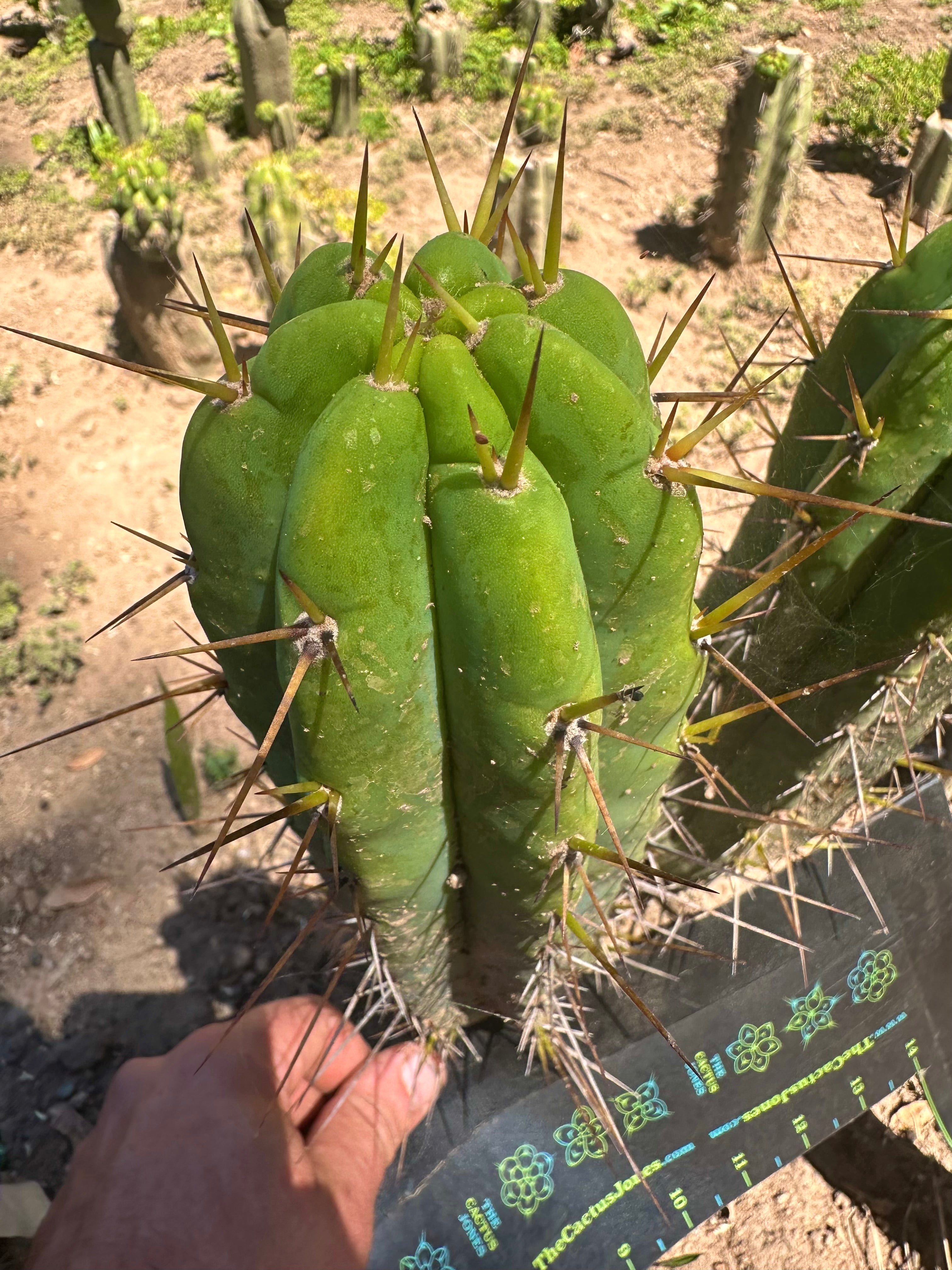 👑🌶️ Nash — 10” Tips, Restocked