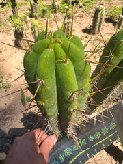 👑🌶️ Nash — 10” Tips, Restocked