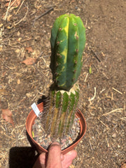💎🔰 Ventucky Blue x Fillmore Variegated (First Release) — Rooted Tip Graft