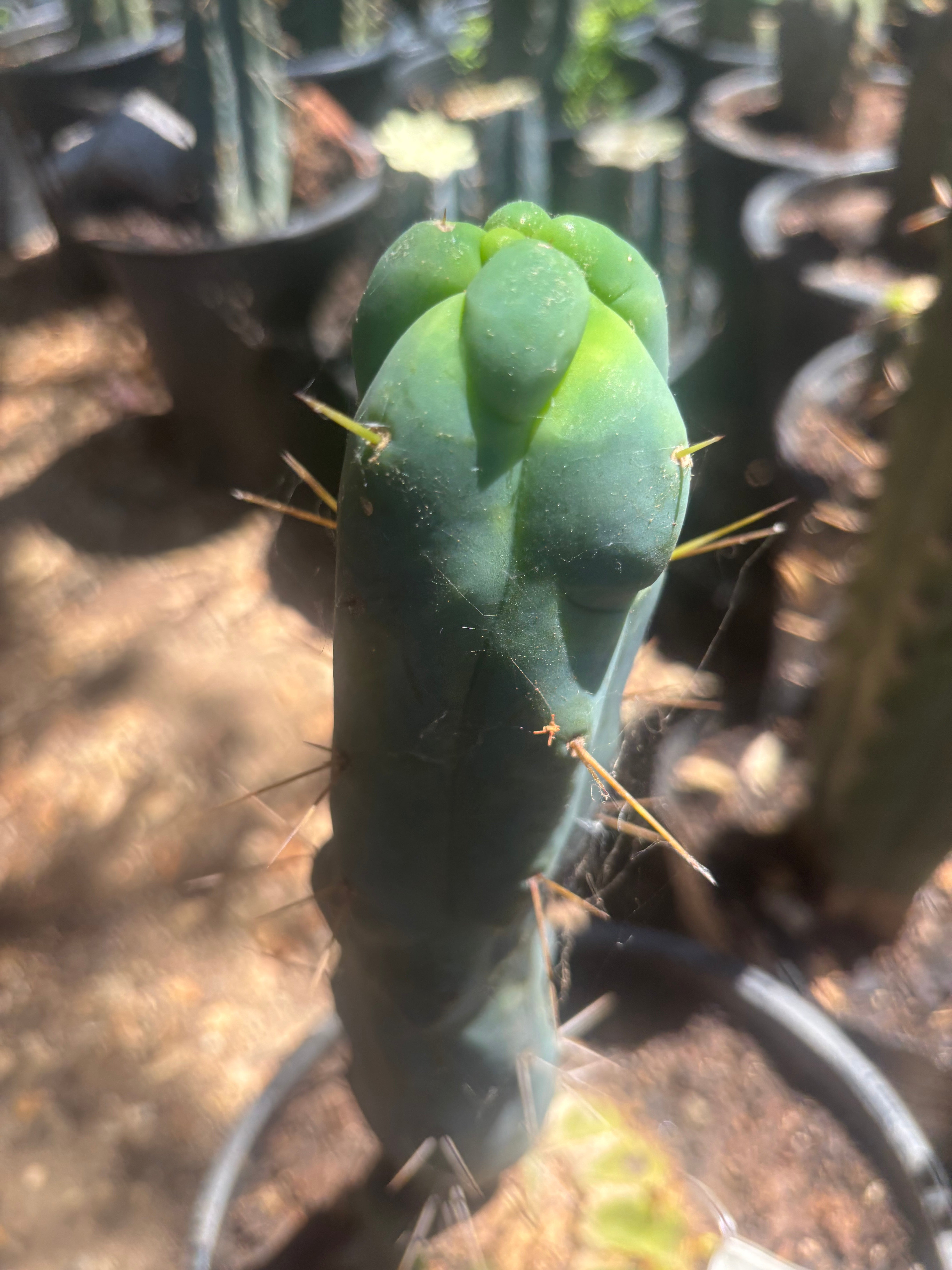 💎👑🌶️ Monster De Cota Cota — 8” Tip