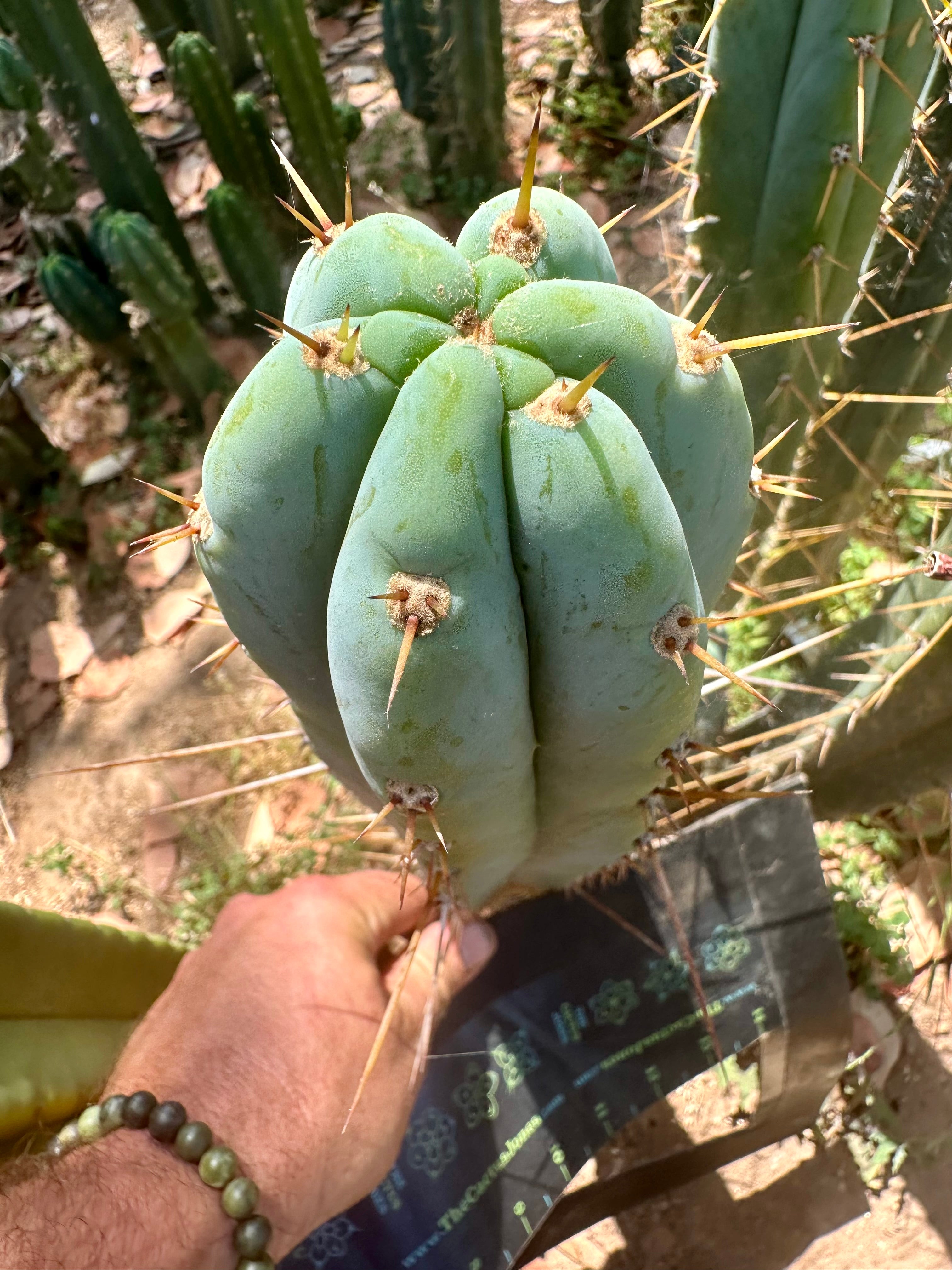 Bart x Sina  — 10” Tips (5)