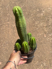 👑💎 DeCosta — 7 Rooted Tips in One Pot