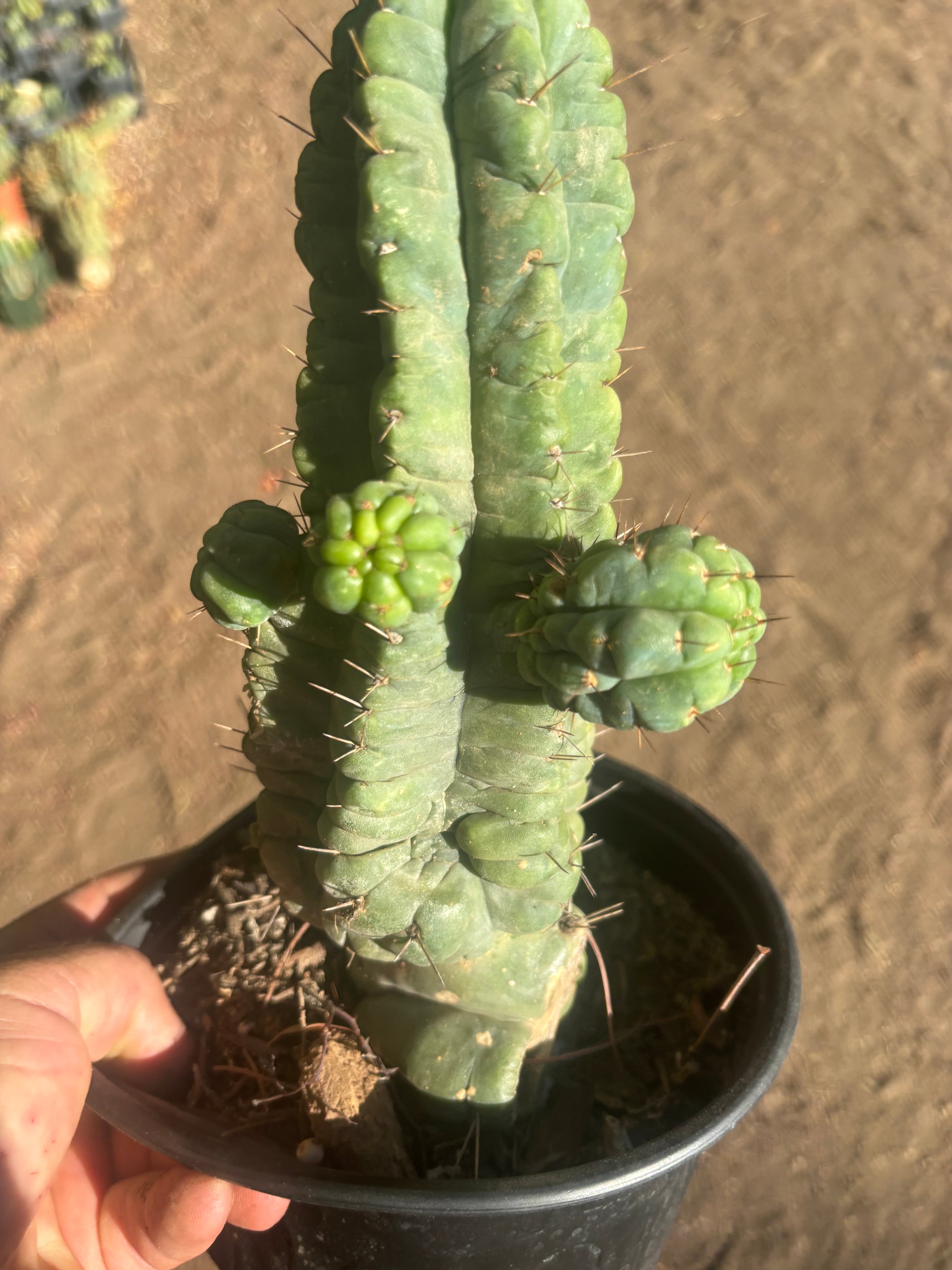 💎👑💎 Havran — Established Multi-Pup Graft on PC