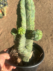 💎👑💎 Havran — Established Multi-Pup Graft on PC