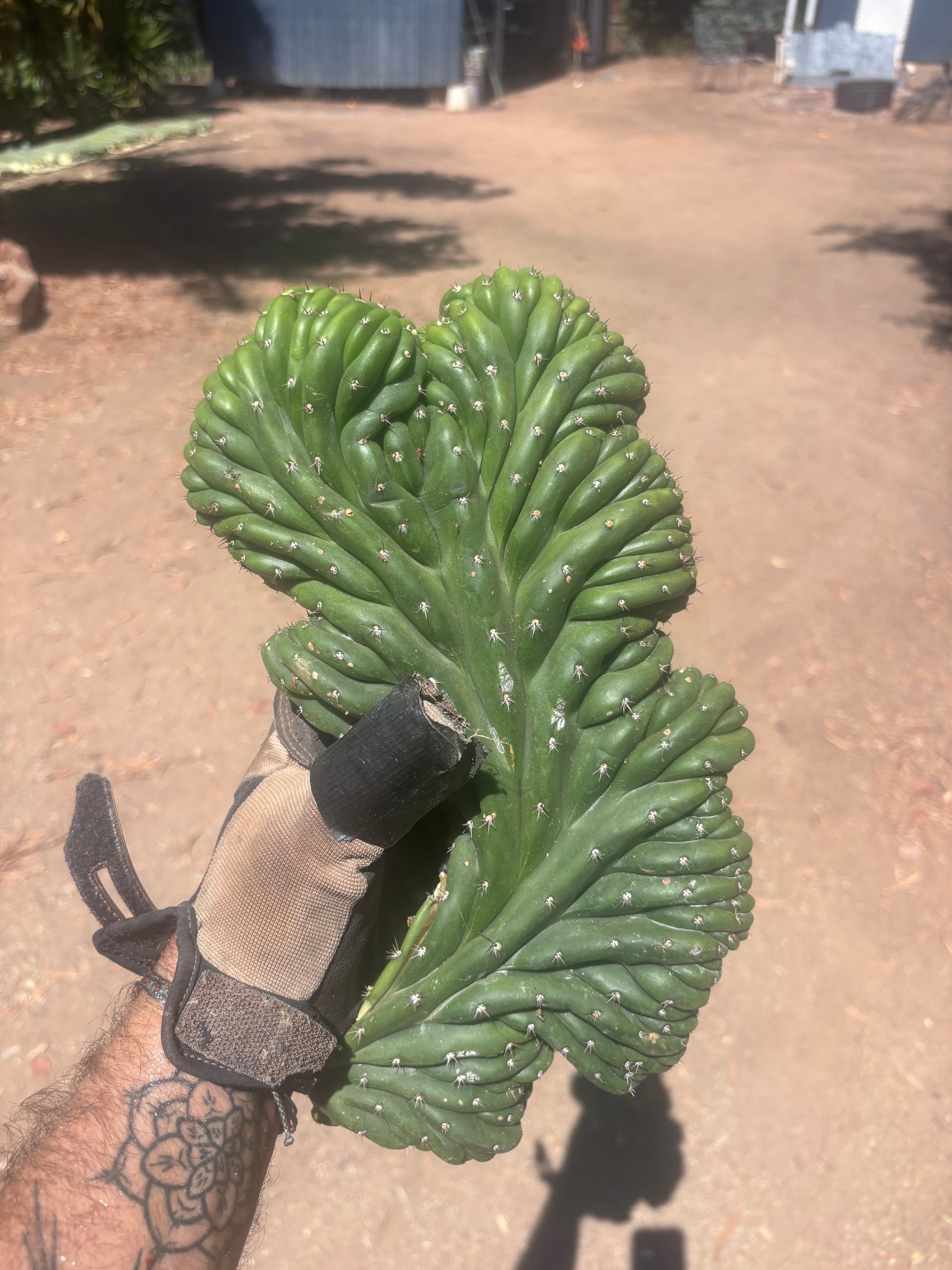 💎👑 TPMC — Large Crest