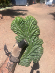 💎👑 TPMC — Large Crest