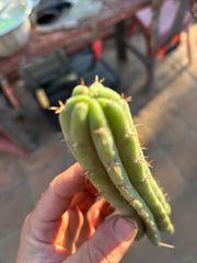 👑🌶️🌶️ Pala! — The Weekly Pup