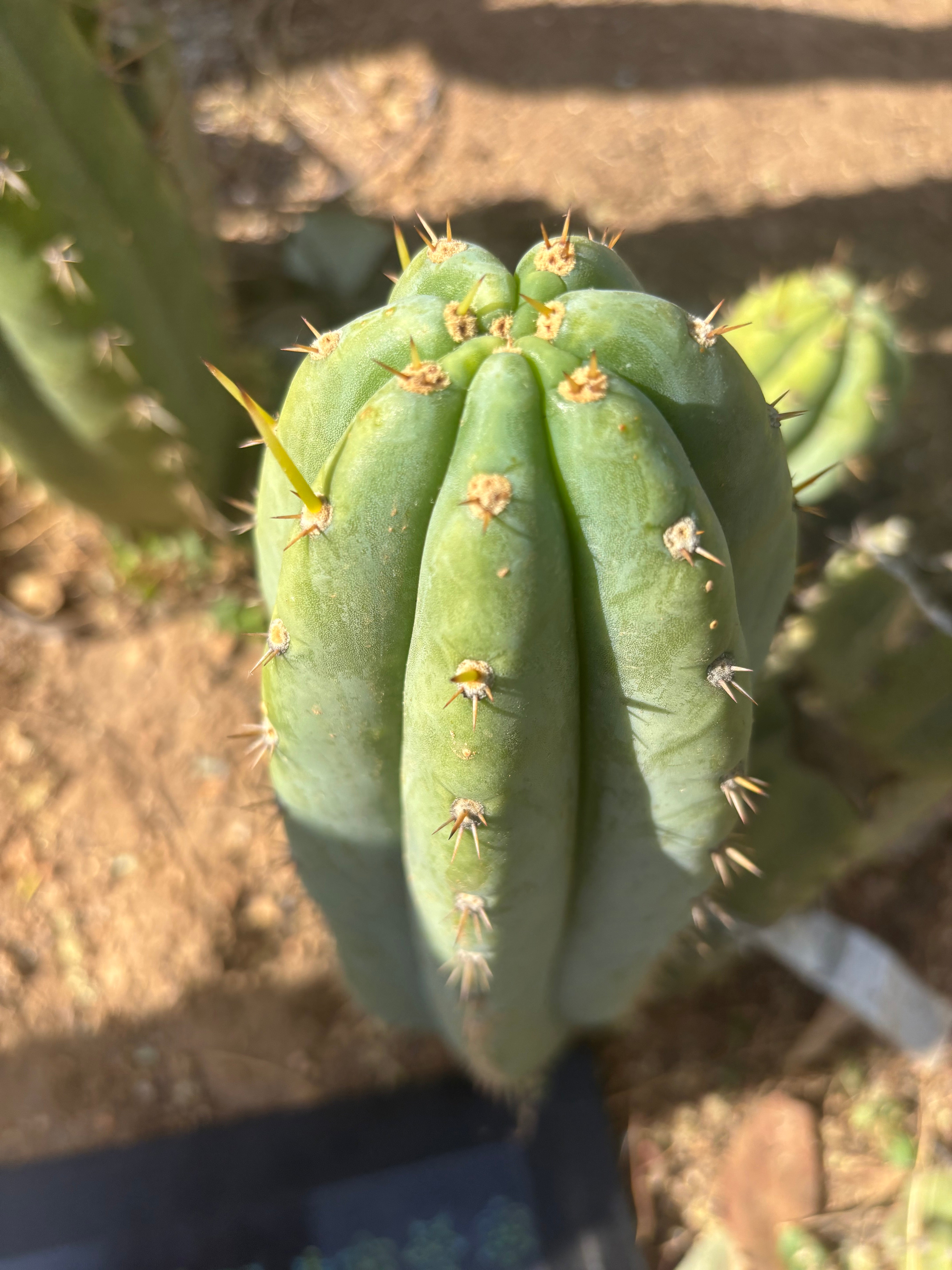 👑 Brian’s Blue Skies — XL 14” Pup